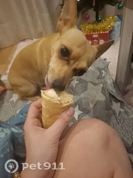 Пропала собака, Курганская улица, Курган - женская, песочный окрас - photo