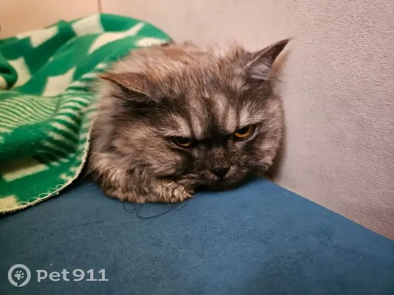 Найдена кошка, Южная улица, Кострома - персидский серый окрас - photo