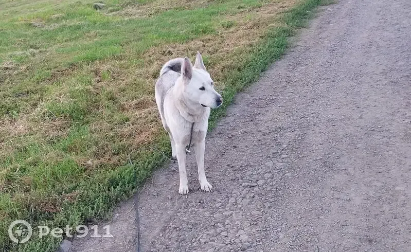 Пропала собака, Хреновское сельское поселение, Воронежская область - бело-серая с белым кончиком хвоста - photo