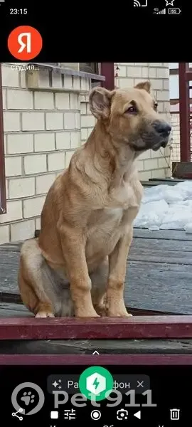 Пропал собака, Казарменный переулок, Павловск - коричнево-рыжий окрас - photo