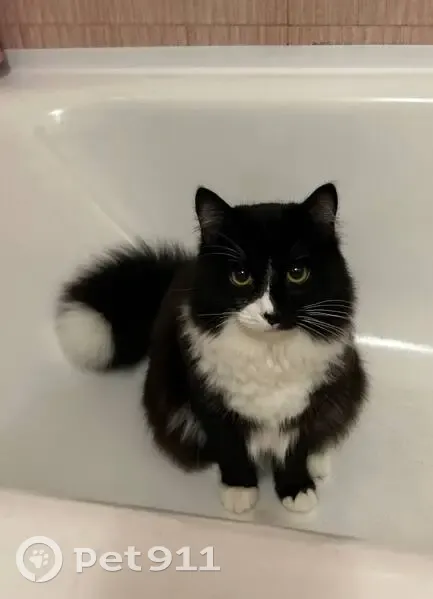 Пропал кот, улица Лихачёва, Бор - чёрно-белый с белой кисточкой на хвостике - photo