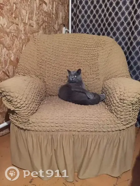 Пропал кот, Красноярск, серый с круглым лицом - photo