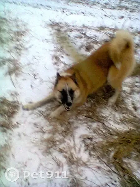 Пропал собака, Попово, Нижегородская область - рыжий с белым, порода Лайка - photo