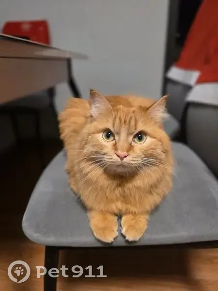 Пропала кошка, Тополинная улица, Калинино - пушистая, крупная - photo