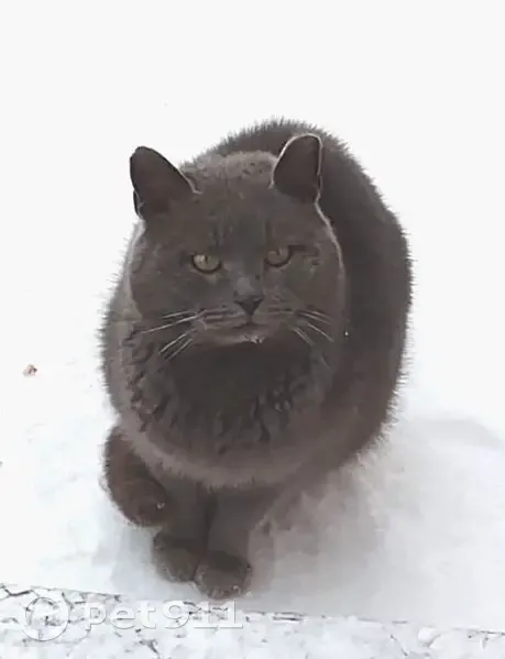Найдена кошка, Лесная улица, Москва - британский котик, осторожен с людьми - photo