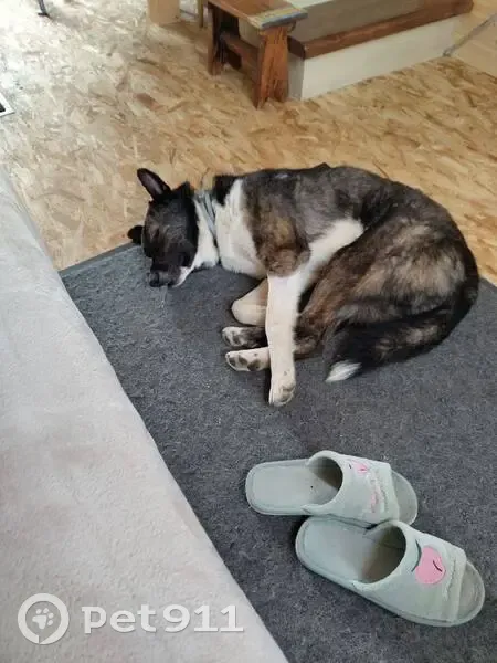 Пропал собака, Тамбов, Тамбовская область - жёлтая бирка в ухе - photo