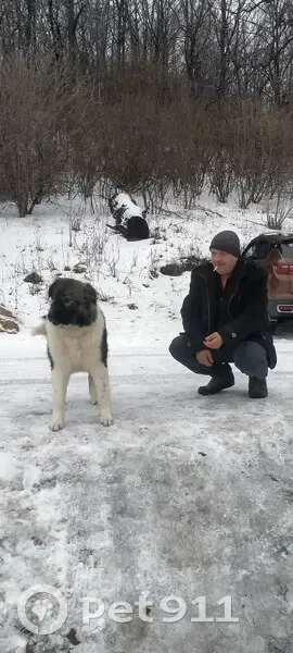 Пропала собака, Валуйчик, Бирюч - кавказская овчарка Любимка - photo