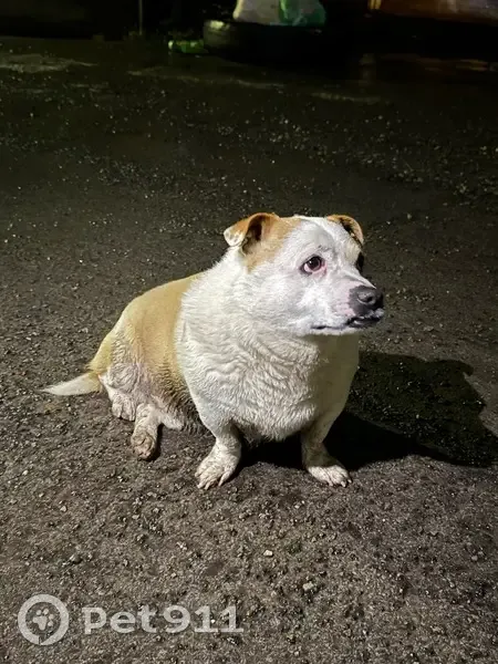 Пропала собака, мужской пол, Врубовая улица, 57, Ростов-на-Дону - photo