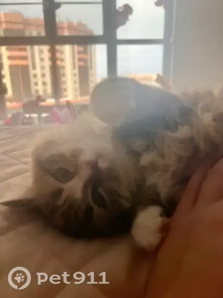 Пропала кошка, улица Георгия Амелина, 24, Калуга - пушистый разноцветный котенок - photo