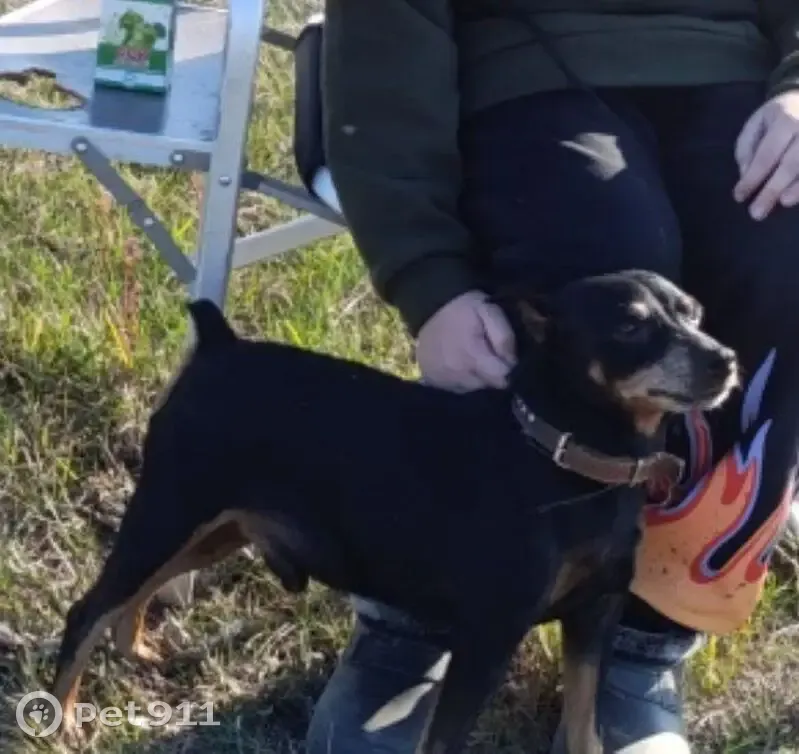 Пропала собака, улица Пархоменко, 59А, Волгоград - уши и хвост купированы - photo