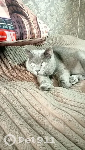 Пропал кот, 12, Донецк - серый британец с зелёными глазами - photo