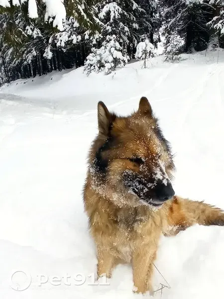 Пропала собака, Верхняя Синячиха - photo