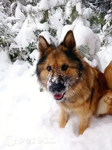 Пропала собака, Первомайская улица, 9, Сабик - без ошейника, свежий шрам от стерилизации - photo