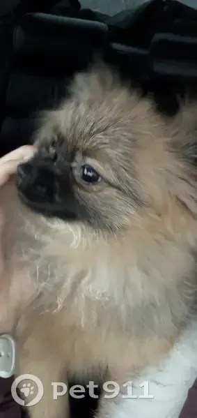 Пропала собака, проспект Авиаторов, 11, Новокузнецк - девочка породы шпиц - photo