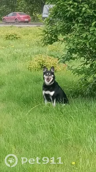 Пропала собака, Читинская улица, Красноярск - чёрно-белая Джесси - photo