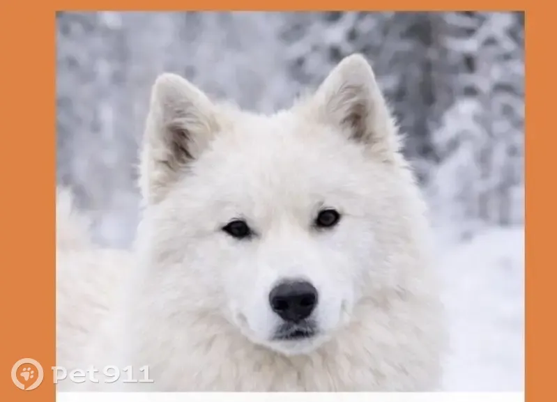 Пропал собака, улица Кустук, Якутск - лайка, кобель, белый - photo