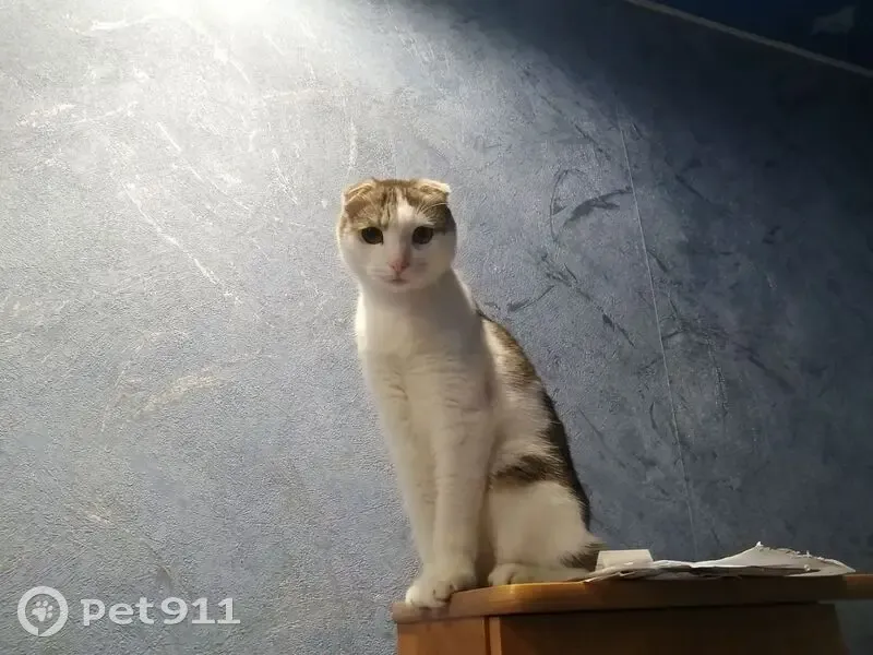 Пропал вислоухий шотландец, улица Механизаторов, 12, Чердаклы - полосатый хвост и зелёные глаза - photo