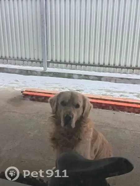 Пропал собака, Харьковский переулок, 31, Минеральные Воды - золотистый ретривер - photo