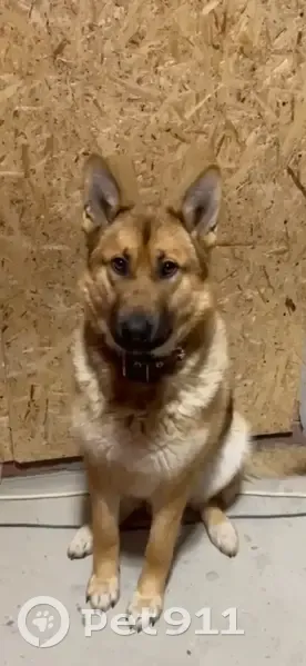 Пропал собака, мужской, Излучинск, Ханты-Мансийский автономный округ — Югра - зелёный ошейник - photo