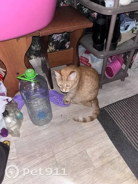 Пропал кот, улица Академика Глушко, 49, Казань - рыжий и кастрированный - photo