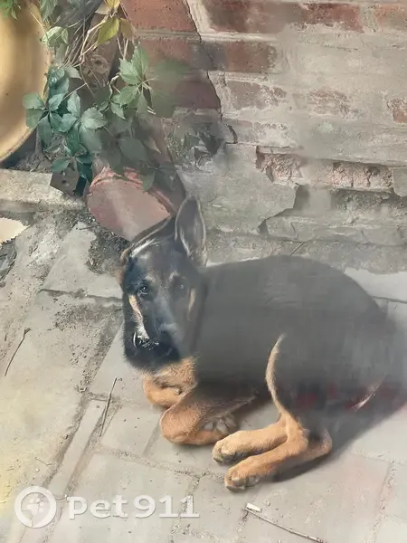 Пропала собака, 3-й Линейный проезд, 3, городской округ Таганрог - большой оранжевый ошейник - photo