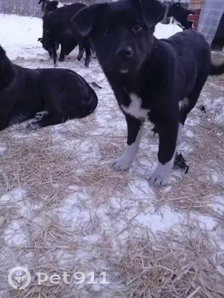 Пропала собака, бульвар Героев, Новокузнецк - метис лабрадора и московской сторожевой - photo