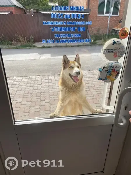 Пропал собака, 1-я Левая улица, 105, Ростов-на-Дону - откликается на кличку Ямбур - photo