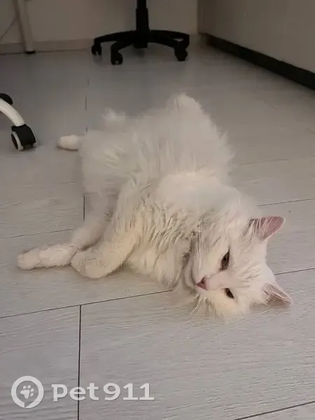 Найдена кошка, женский пол, улица микрорайон Западный, дом 3, Софрино - сибирская белая, янтарные глаза - photo