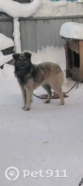 Пропала собака, Красноуральская улица, 41, Краснокамск - серая пушистая голова с чёрным оттенком - photo