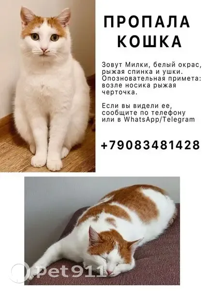 Пропала кошка, «Восток», Набережные Челны - белая с рыжими пятнами - photo