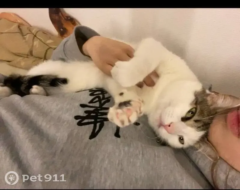 Пропал кот, улица Димитрова, 13/70, Санкт-Петербург - белый окрас - photo