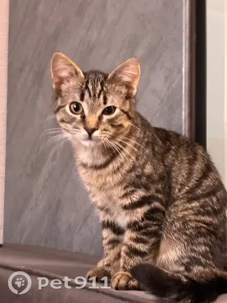 Пропал кот, 2-я Полевая улица, 14, Выборг - ручной и ласковый - photo