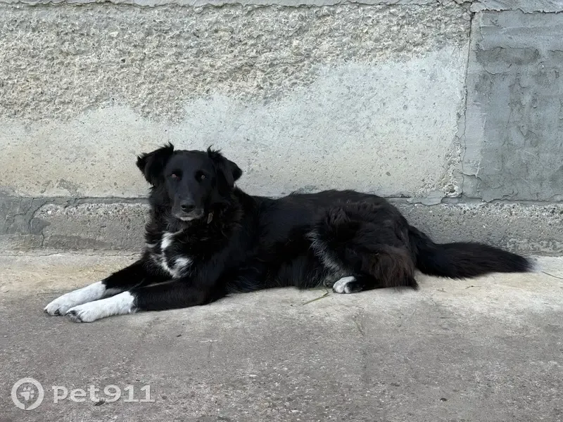 Пропала собака, мужской, Белградская улица, 14, Пригородный - photo