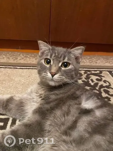 Пропал кот, улица Менделеева, 7, Невинномысск - серый, сбежал из квартиры - photo