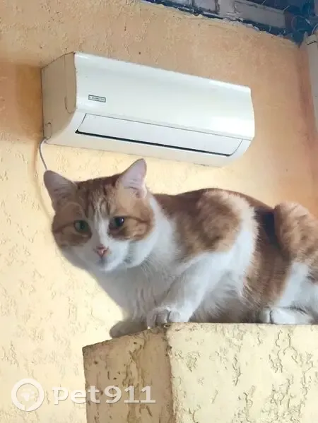 Пропал кот, Украинский переулок, 16, Таганрог - высокий с длинными лапами - photo