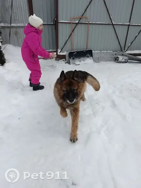 Пропал собака, Плинтовка, Ленинградская область - коричневой с черным окрас - photo