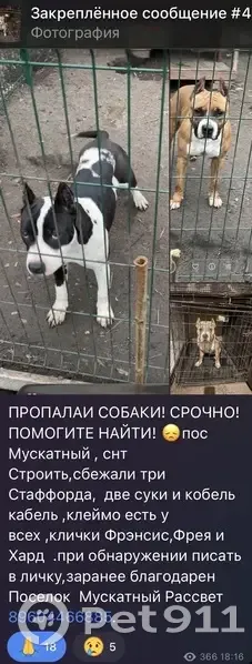 Пропал собака, палево белый, Мишкинское сельское поселение, Аксай - photo