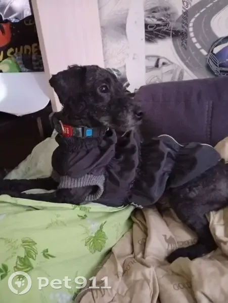 Пропал собака, Детскосельский бульвар, 13, Пушкин - чёрный, маленький с ошейником - photo