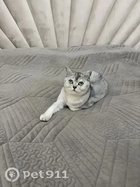 Пропал кот, улица Просвещения, 10, Махачкала - Тайсону 3 года - photo