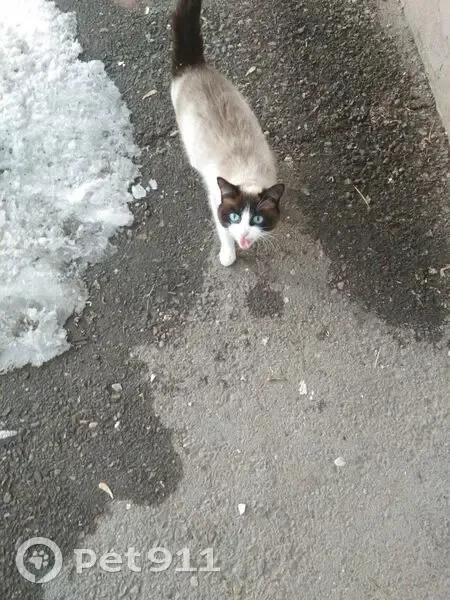 Найдена кошка, Иркутск, обнаружена в подвале дома - photo