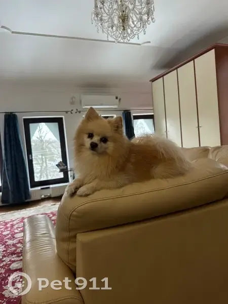 Пропал собака, Майский, Белгородская область - photo