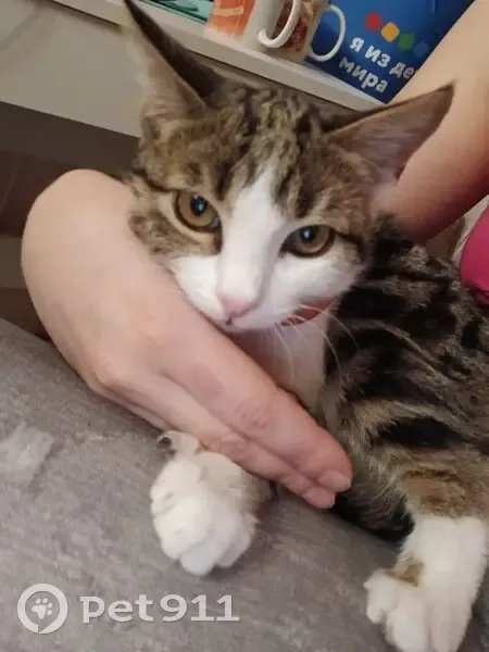 Пропал кот, улица Воскова, 116, городской округ Таганрог - зелёные глаза, возраст 7 месяцев - photo