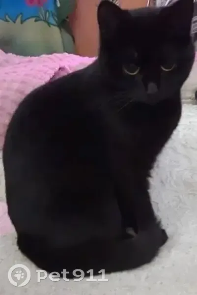 Пропала кошка, 2-я Нагорная улица, 6, Иваново - гладкошёрстная, чёрная масть - photo