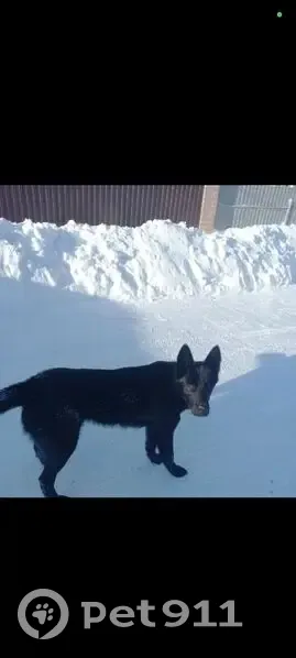 Пропал собака, мужской, Земляничная улица, 35, городской округ Рязань - откликается на кличку Гена - photo