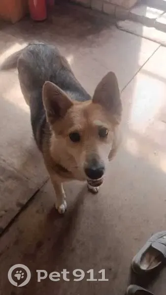 Пропала собака, 1-й Красочный тупик, Казань - стерилизованная, чипированная - photo