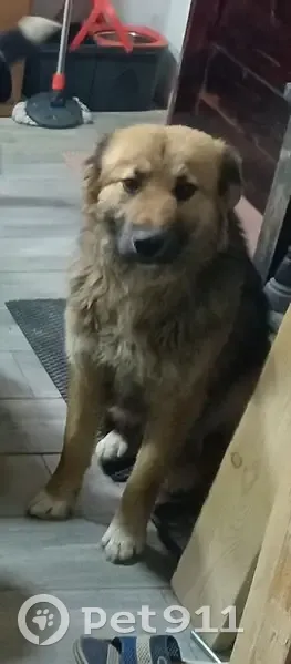 Пропала собака, 46К-5260, Хлыново - откликается на кличку Ромашка и Чеба - photo