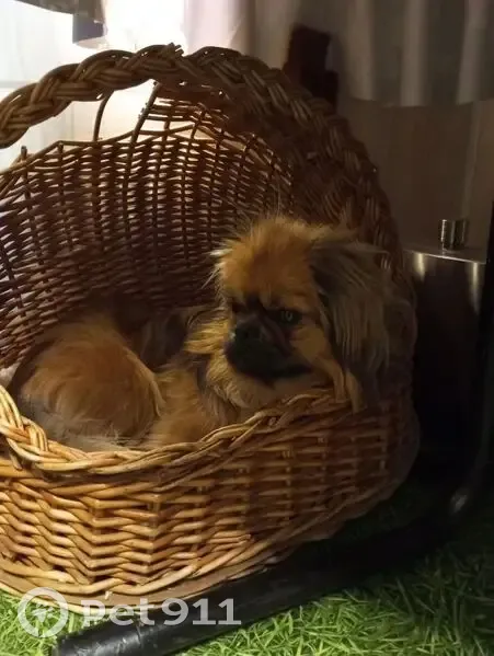 Пропал собака, улица Набережная им. Ленина, Дивногорск - порода Пекинес, ухоженный - photo