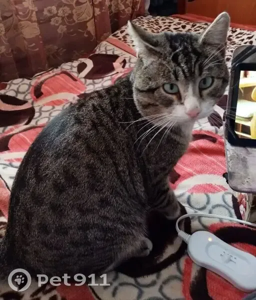 Пропал кот, 2-я Партизанская улица, 31А, Новоалтайск - пятнистый полосатый с белой грудью - photo