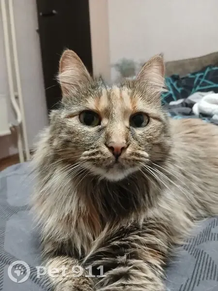 Пропала кошка, проспект 60 лет Образования СССР, 43, Красноярск - короткий хвост, порода курильский бобтейл - photo