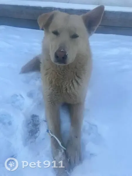 Пропал собака, Проектируемый проезд № 5208, Видное - возраст около двух лет - photo